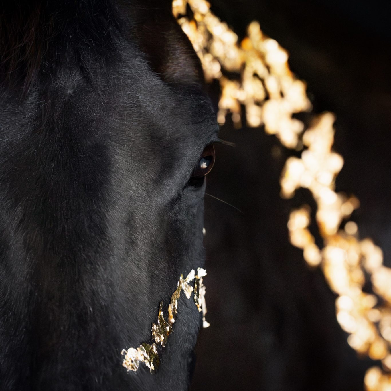 Schwarzes Pferd mit Blattgold vor schwarzem Hintergrund Fotografie Allgäu, Caro's Fotostüble Allgäu