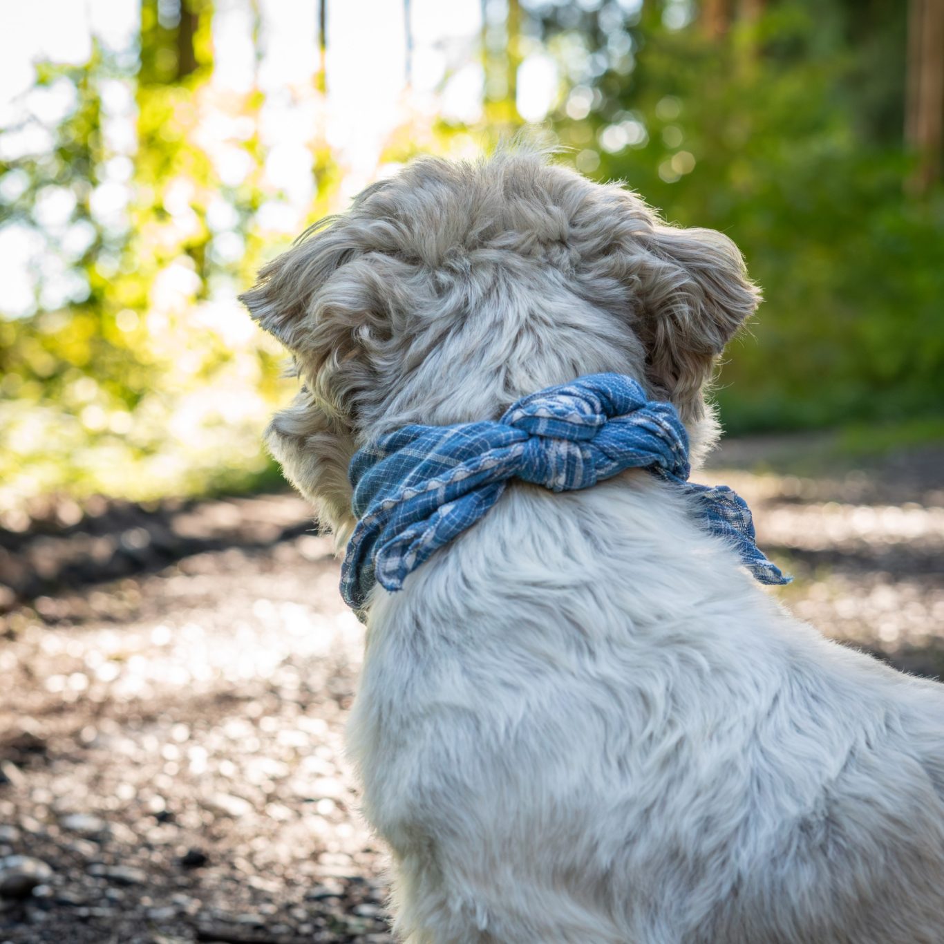 Hund auf Waldweg der in die Ferne schaut Fotografie Allgäu, Caro's Fotostüble Allgäu