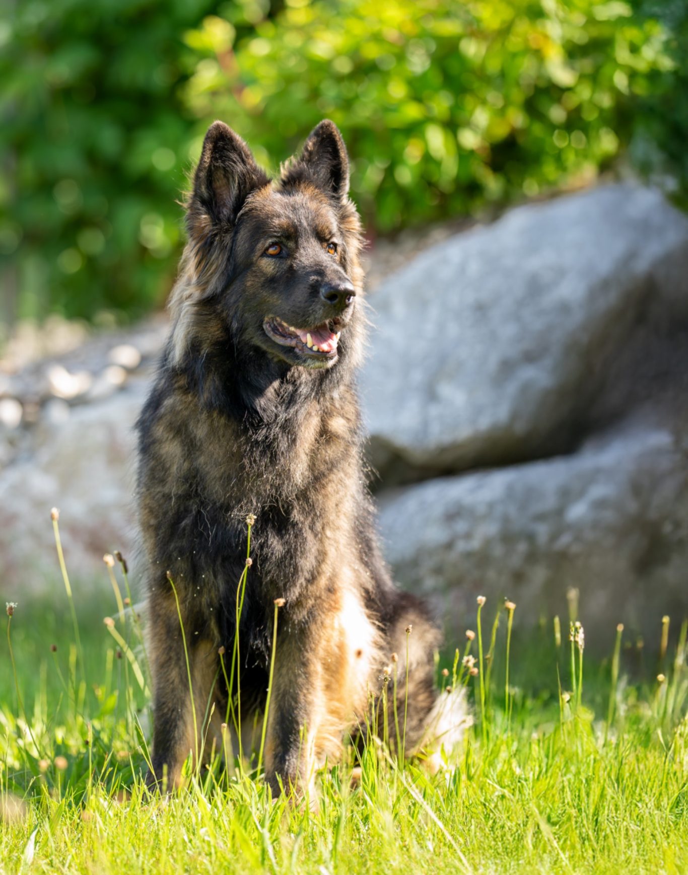 Schäferhund vor Steinen, Hundefotografie Fotografie Allgäu, Caro's Fotostüble Allgäu