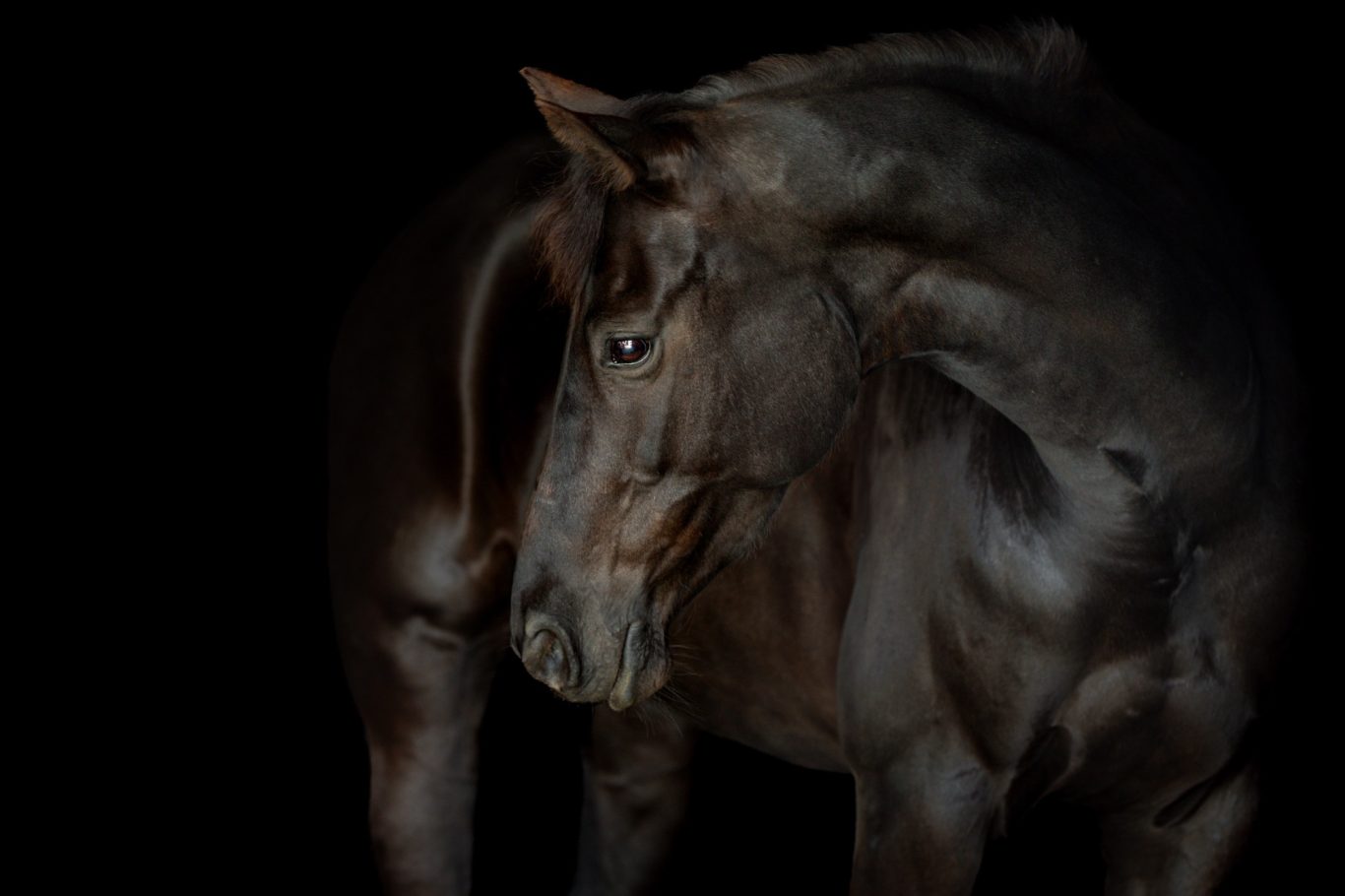 Schwarzes Pferd vor schwarzem Hintergrund, Fotografie Allgäu, Caro's Fotostüble Allgäu
