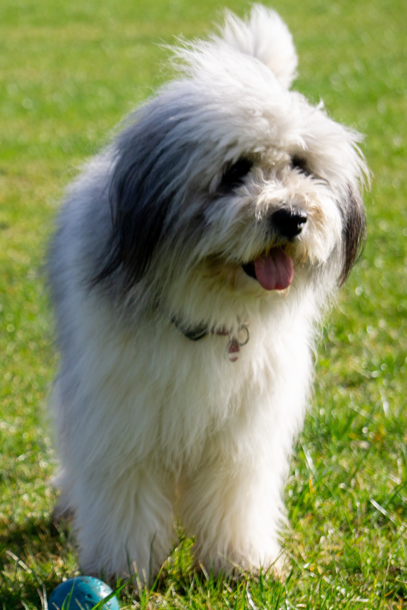 Hund, Elo, Portrait, Wiese, Fotografie Allgäu, Caro's Fotostüble Allgäu