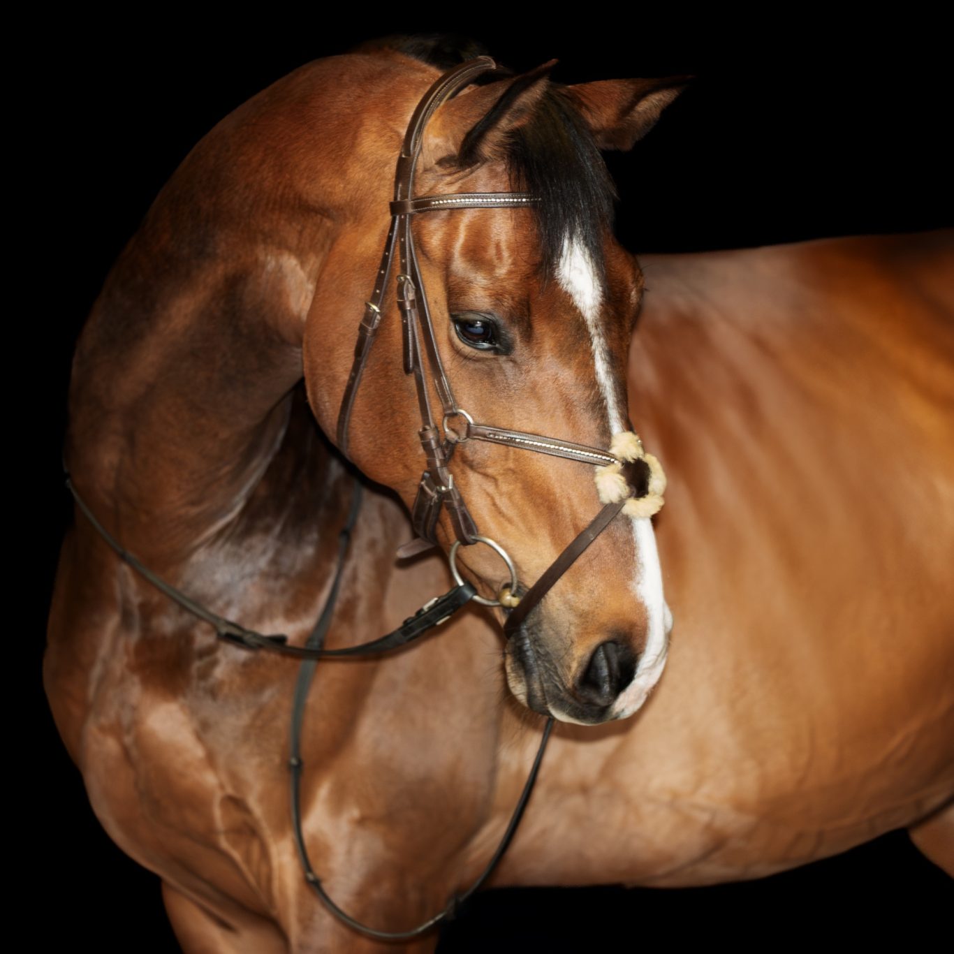 Pferd, schwarzer Hintergrund, Portrait, Fotografie Allgäu, Caro's Fotostüble Allgäu