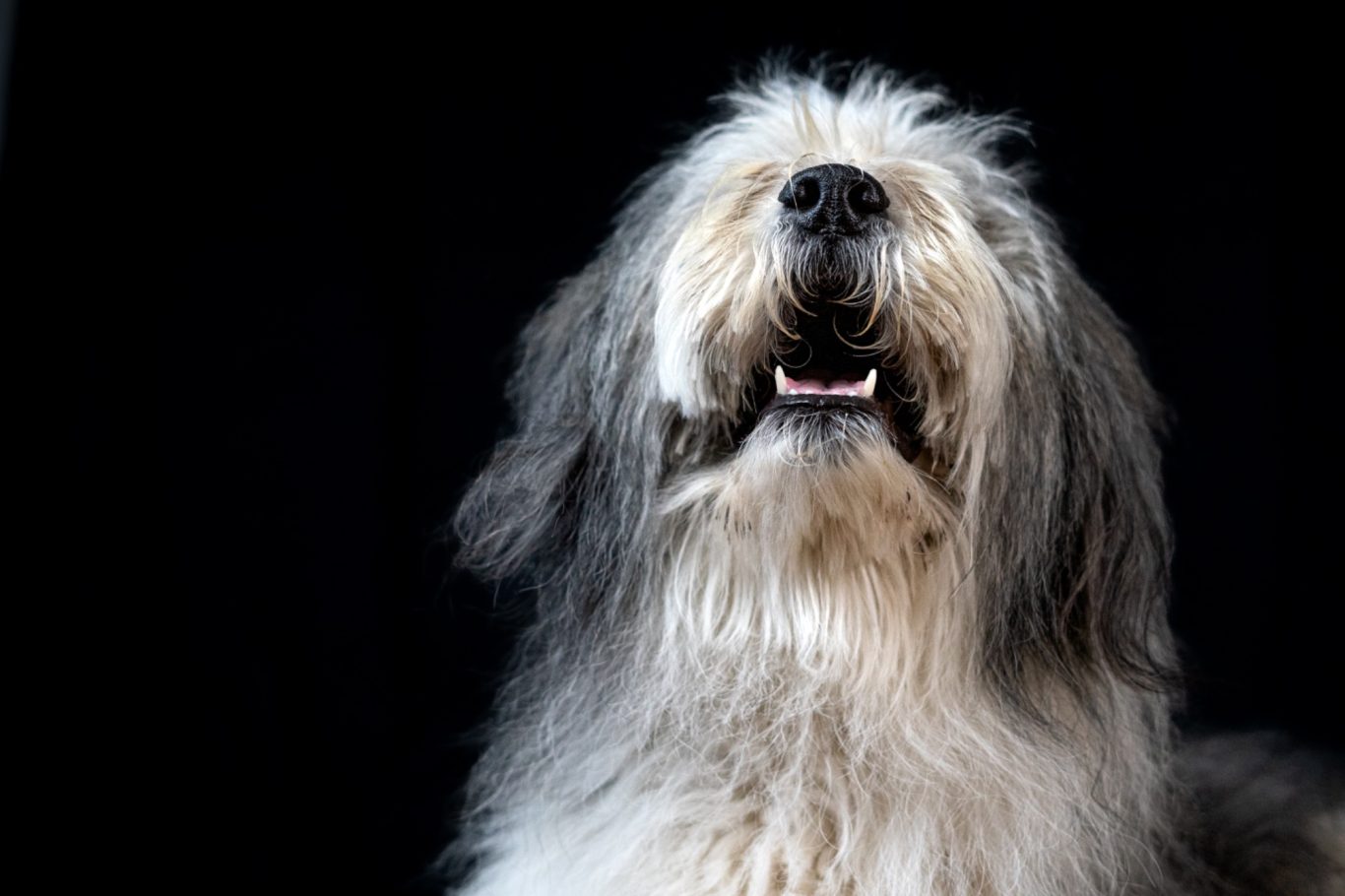 Elo vor schwarzem Hintergrund Portrait Fotografie Allgäu, Caro's Fotostüble Allgäu