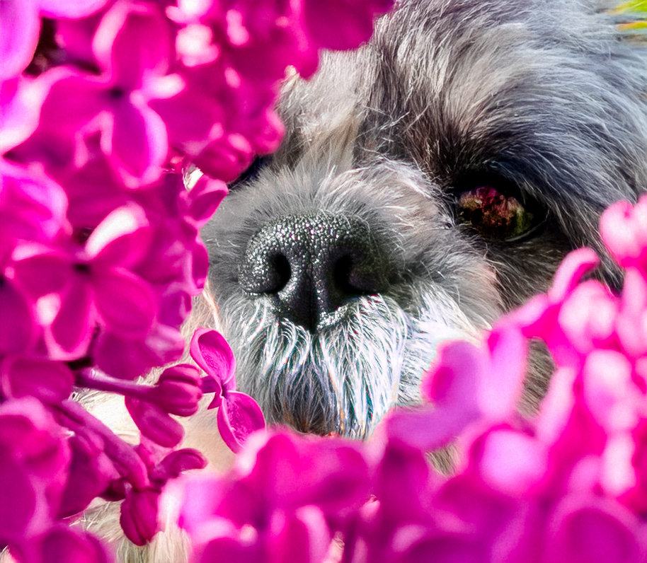 kleiner Hund mit vielen Blüten Flieder um Gesicht Detail Auge Fotografie Allgäu, Caro's Fotostüble Allgäu