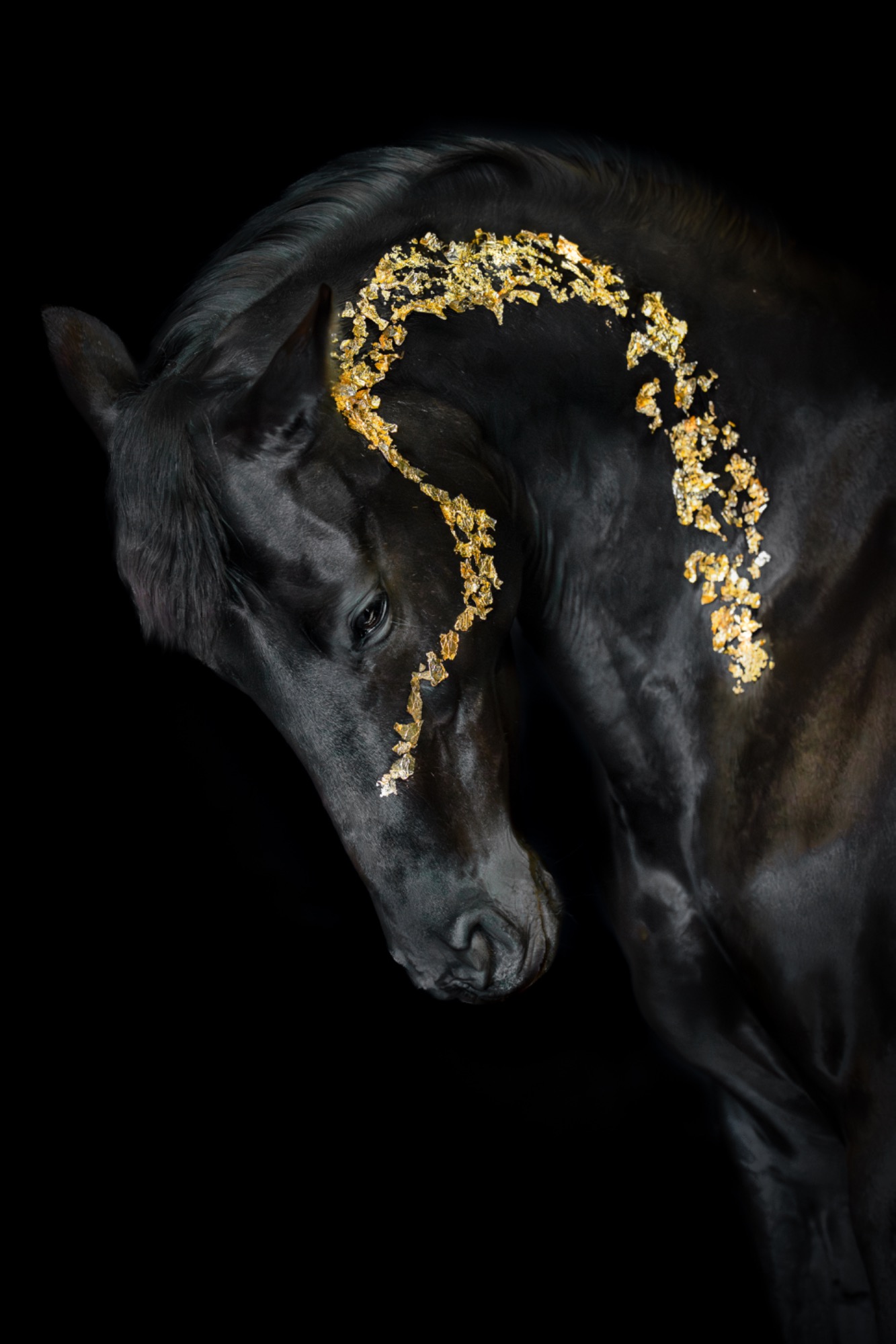 Schwarzes Pferd mit Blattgold vor schwarzem Hintergrund Fotografie Allgäu, Caro's Fotostüble Allgäu