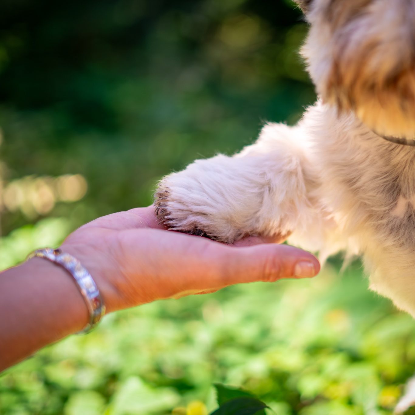 Hundepfote auf Menschenhand vor Wiese Fotografie Allgäu, Caro's Fotostüble Allgäu