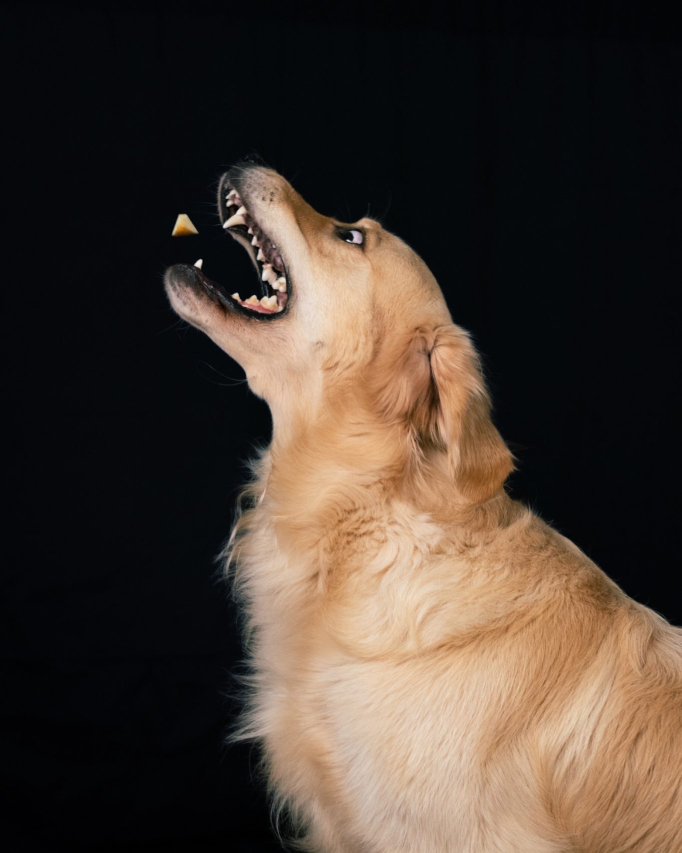 Golden Retriever, Schnappbild, Leckerli-Fang-Bild, Fotografie Fotografie Allgäu, Caro's Fotostüble Allgäu