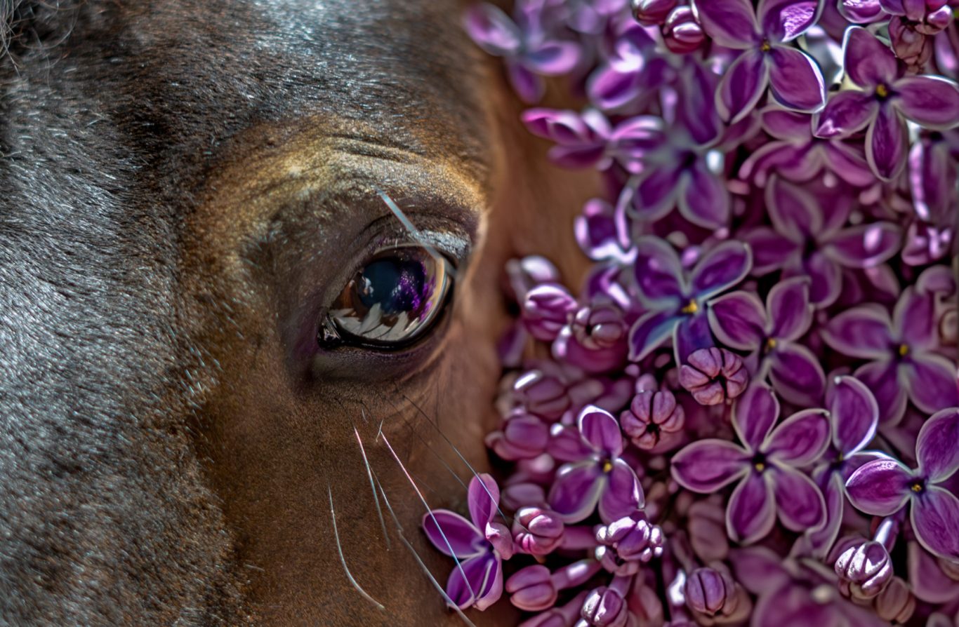 Pferdeauge mit vielen Fliederblüten Fotografie Allgäu, Caro's Fotostüble Allgäu