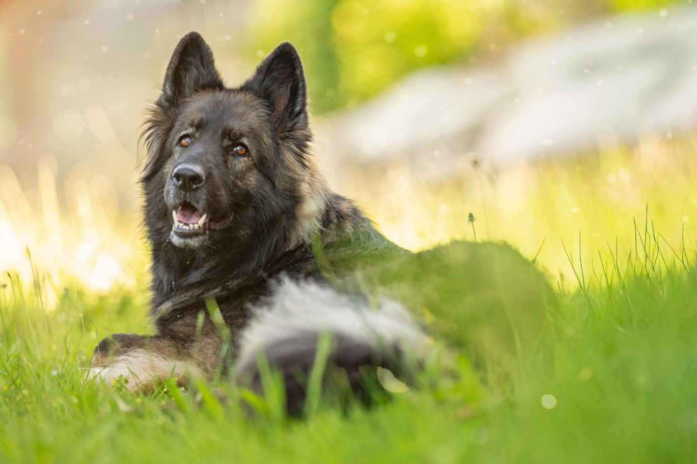 Schäferhund in Gras Fotografie Fotografie Allgäu, Caro's Fotostüble Allgäu