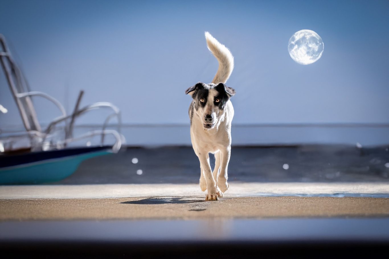 Hund vor Mond an Meer Strand Fotografie mit KI, Fotografie Allgäu, Caro's Fotostüble Allgäu