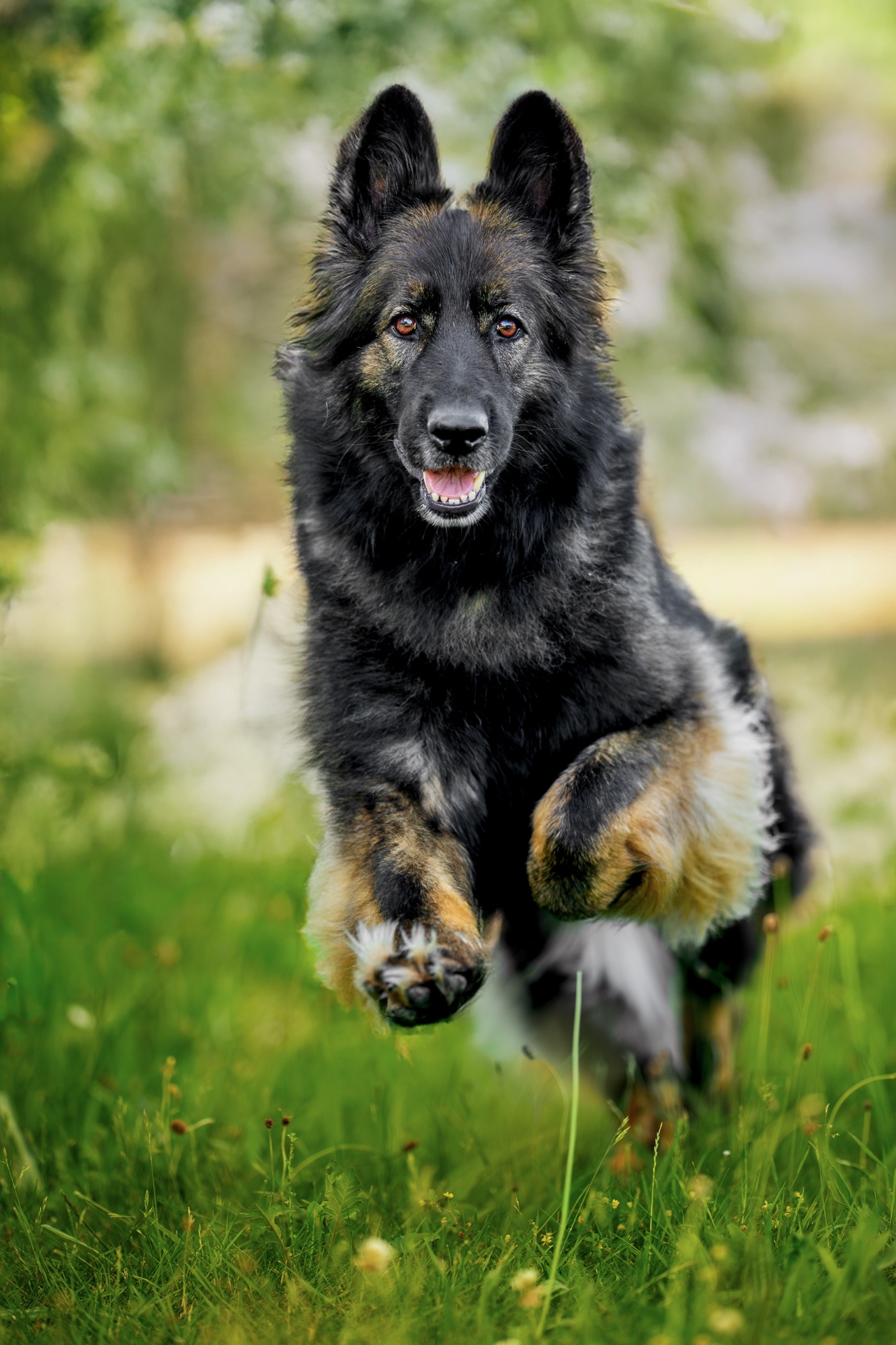 Schäferhund Hund Wiese Action Fotoshooting Caro's Fotostüble Allgäu